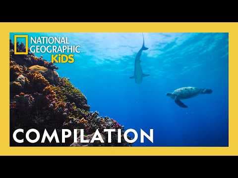 World Ocean Adventures! 🌊🪸 | 2 Hours | Full Episode Compilation | @natgeokids