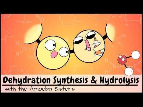 Dehydration Synthesis and Hydrolysis