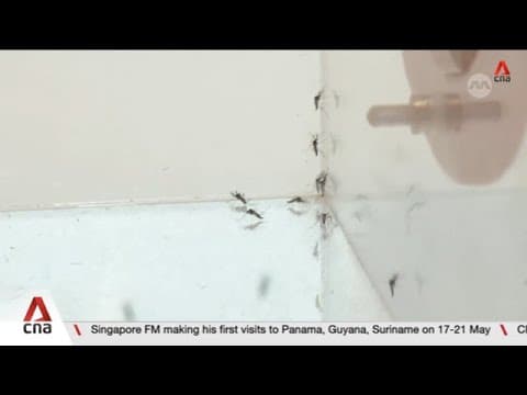 About 600 dengue cases recorded in Singapore in first 5 months of 2026