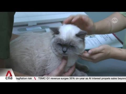 Vet group warns new rules may trigger higher costs for pet owners