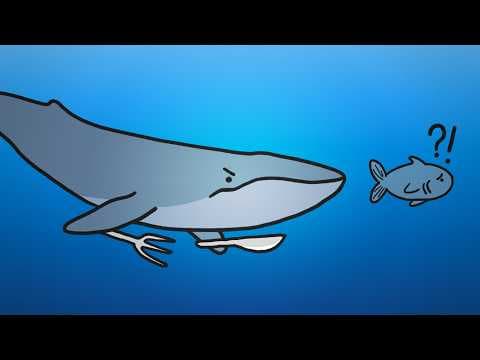 Why Don't Blue Whales Eat Fish?