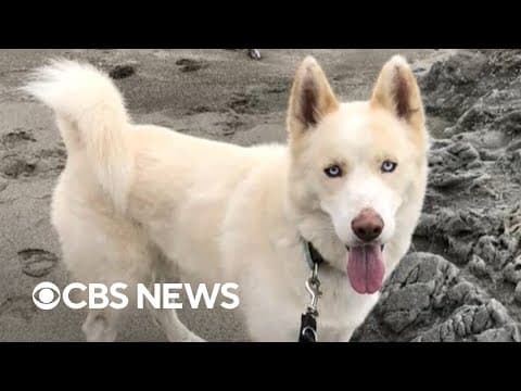 LA area wildfires' impact on wildlife, pets one year later