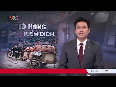 Lỗ hổng kiểm dịch: Vì sao lợn chết, lợn bệnh vẫn được thu gom công khai?
