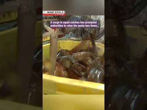 Japan squid quota up, but frustration remainsーNHK WORLD-JAPAN NEWS #shorts