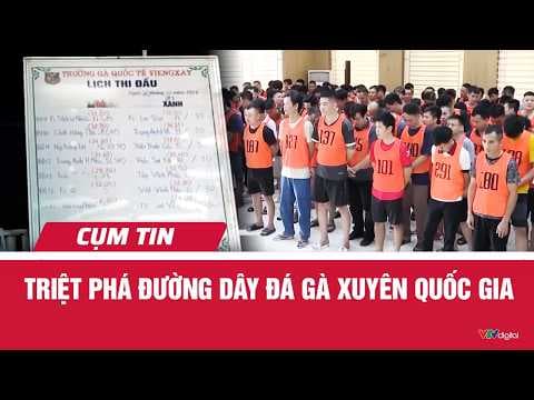 Triệt phá đường dây đá gà xuyên quốc gia | Cụm tin| VTV24