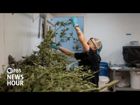 What marijuana’s reclassification means for public health and businesses