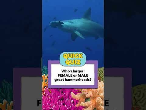 Quick Quiz! Who's Larger? Male or Female Hammerhead Sharks?🦈🦈  | 5 Minute Stories | @natgeokids