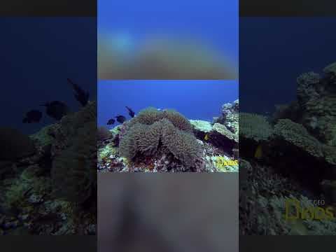 Watch Out For This Venomous Sea Flower!🌸 | Scuba Sam's World | @natgeokids