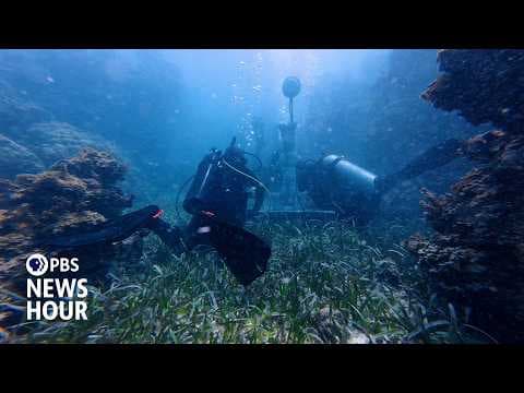 How underwater speakers are helping revive coral reefs devastated by climate change